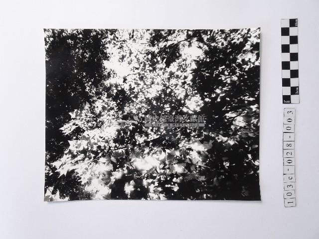 黃則修攝樹葉藏品圖，第1張