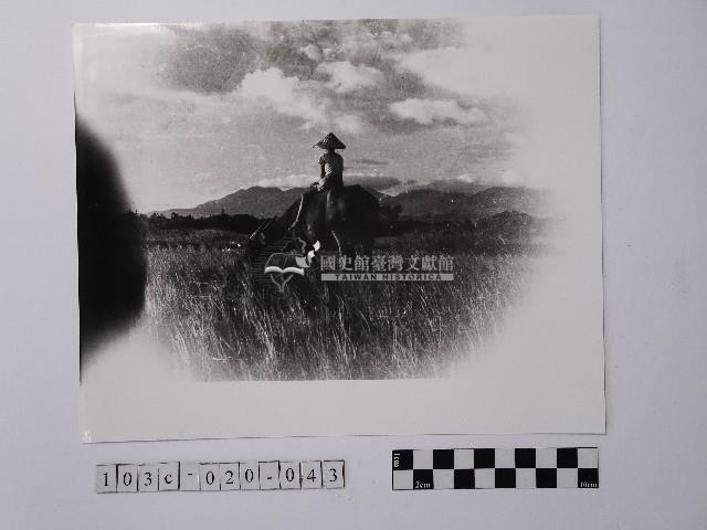 黃則修攝牧童與牛藏品圖，第1張