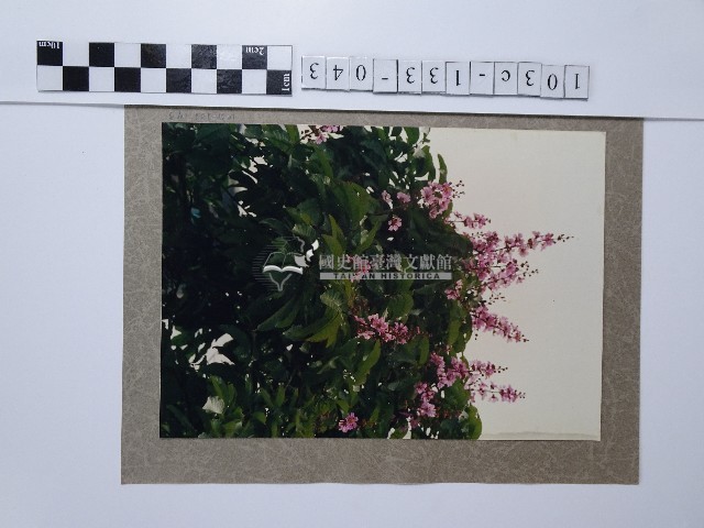 紫薇藏品圖，第1張
