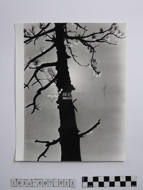 黃則修攝冰樹迎曦藏品圖，第1張