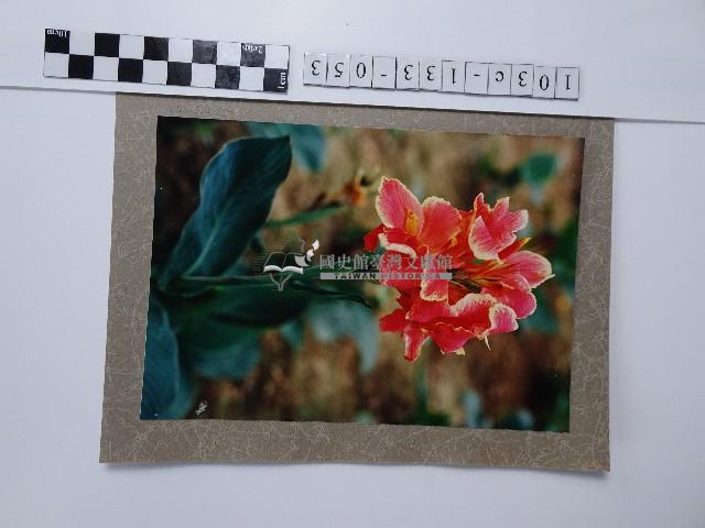 美人蕉藏品圖，第1張