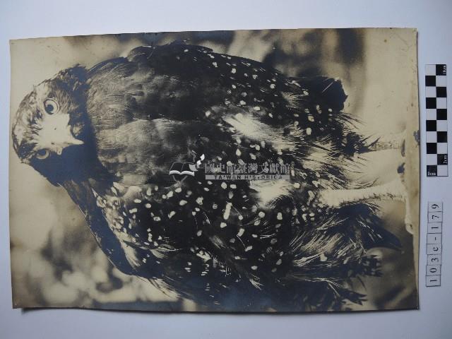 大冠鷲藏品圖，第1張