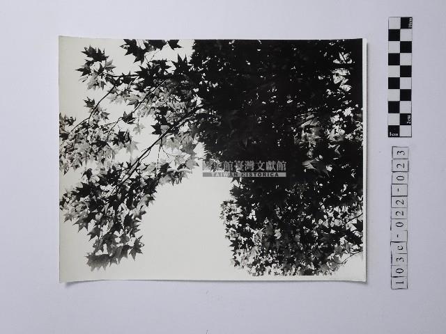 黃則修攝楓葉藏品圖，第1張