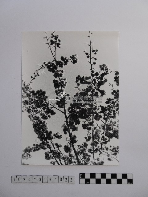 黃則修攝開花的樹木藏品圖，第1張