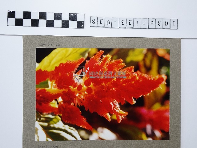紅色羽狀雞冠花藏品圖，第1張