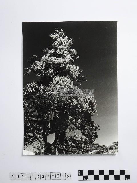 黃則修攝合歡山上結冰的巨木藏品圖，第1張