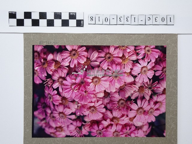 桃粉色菊花叢藏品圖，第1張
