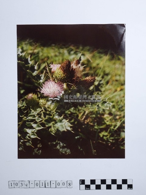 黃則修攝澎湖薊草藏品圖，第1張