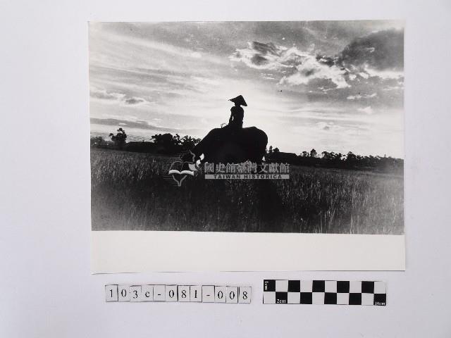 黃則修攝放牧小童藏品圖，第1張