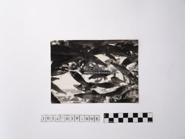 黃則修攝魚群水中優游藏品圖，第1張