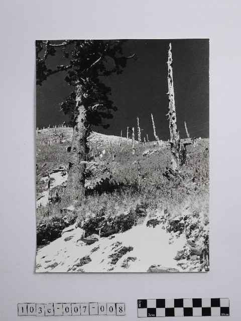 黃則修攝劫後林相藏品圖，第1張