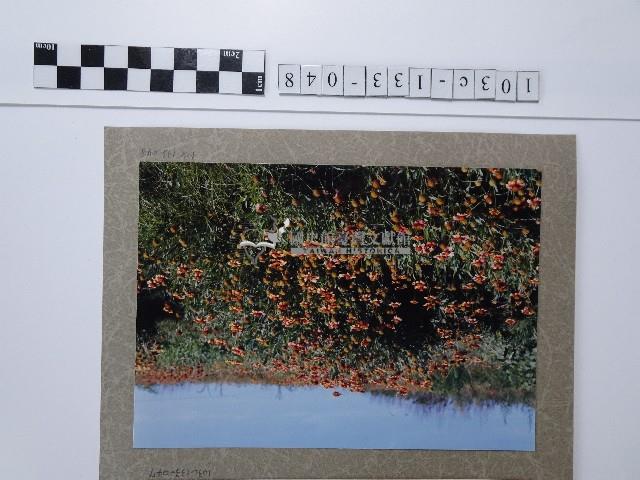 天人菊花叢藏品圖，第1張