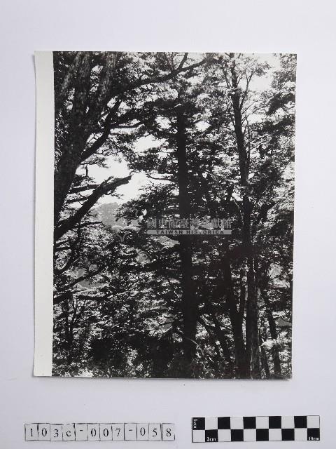 黃則修攝蔽天的原始林藏品圖，第1張