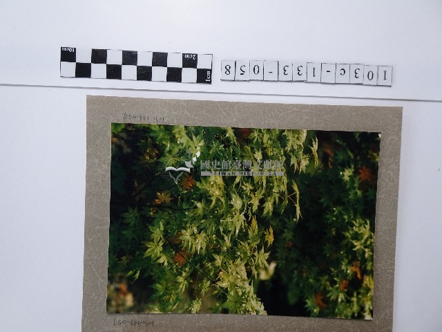雞爪槭藏品圖，第1張