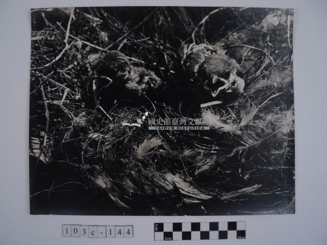 鳥巢藏品圖，第1張