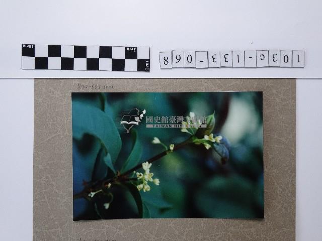 桂花藏品圖，第1張