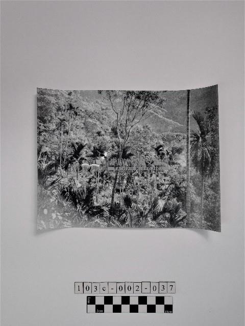 黃則修攝山林藏品圖，第1張