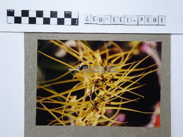 黃色花卉藏品圖，第1張