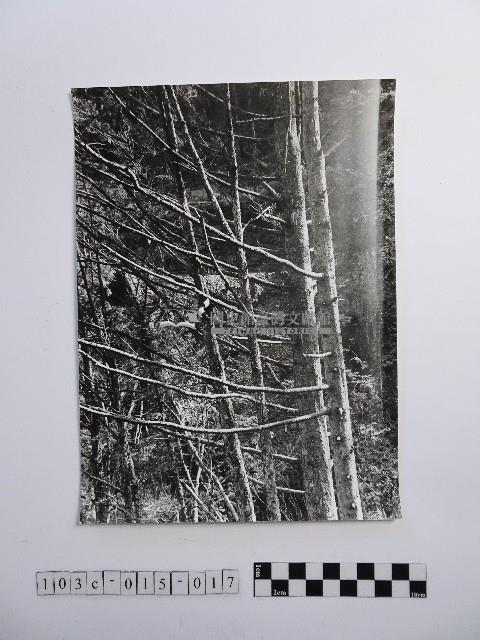 黃則修攝高山風情藏品圖，第1張