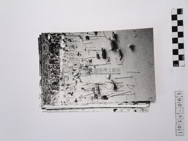 黃則修攝荷花池系列照片藏品圖，第1張