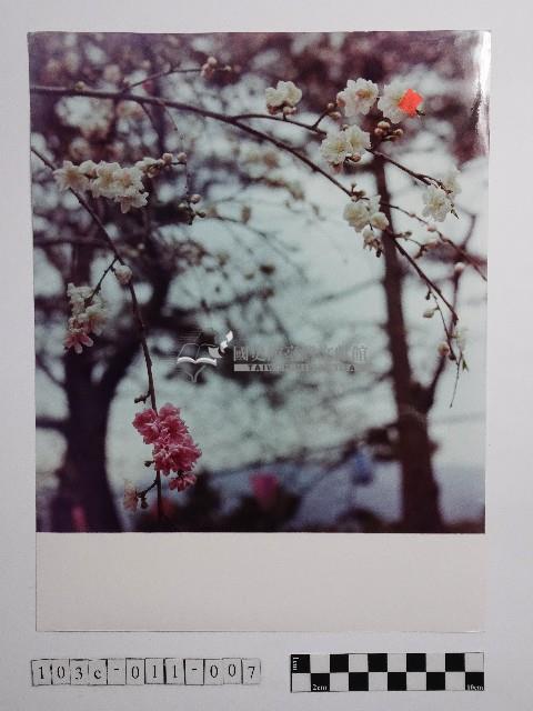 黃則修攝櫻花藏品圖，第1張
