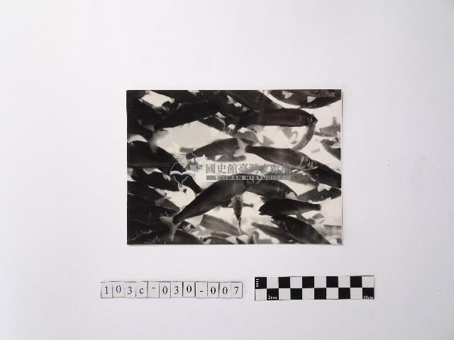 黃則修攝魚群水中優游藏品圖，第1張