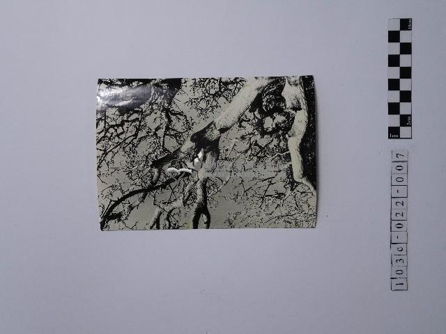 黃則修攝樹木藏品圖，第1張