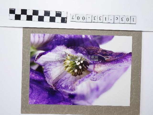 烏頭花藏品圖，第1張