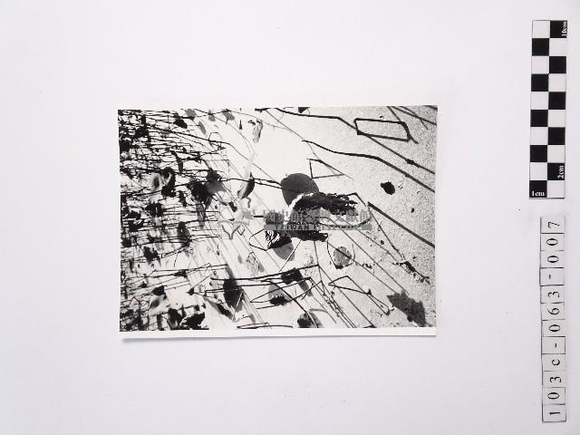 黃則修攝荷花池7藏品圖，第1張