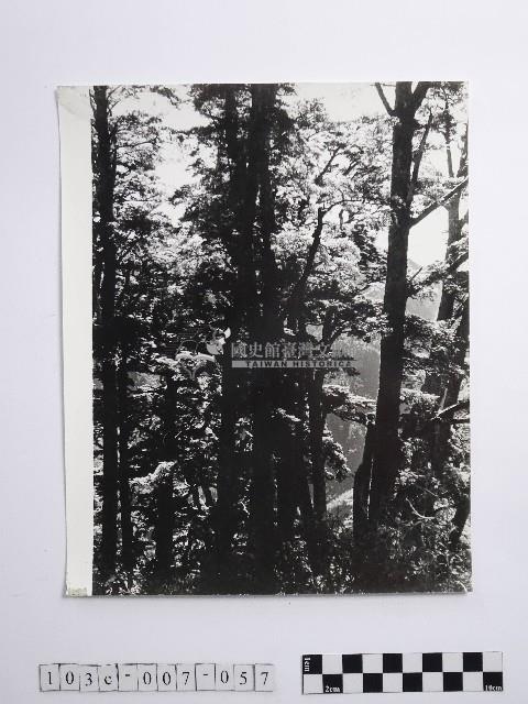 黃則修攝蔽天的原始林藏品圖，第1張