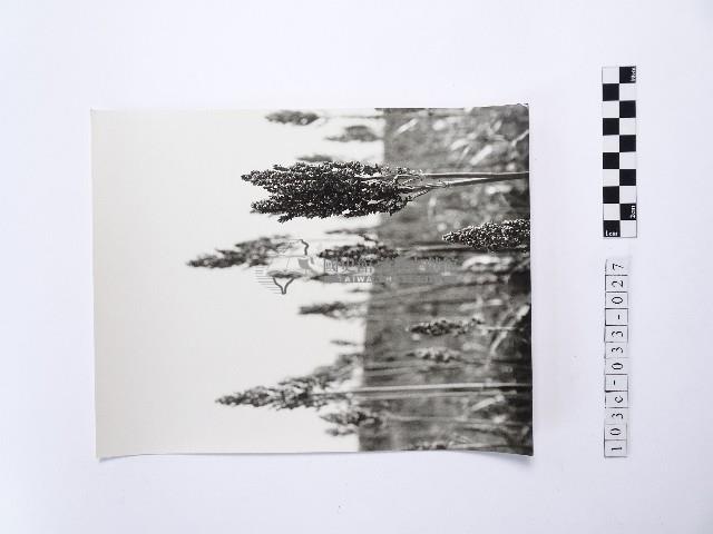 黃則修攝高粱藏品圖，第1張