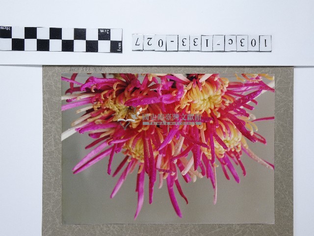 菊花藏品圖，第1張