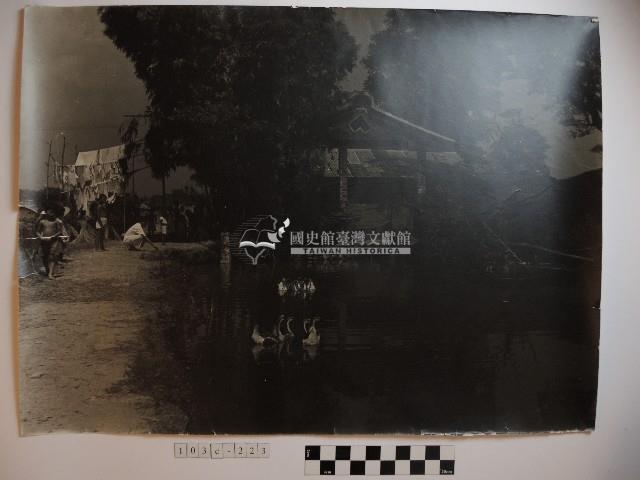 池塘裡的鵝藏品圖，第1張