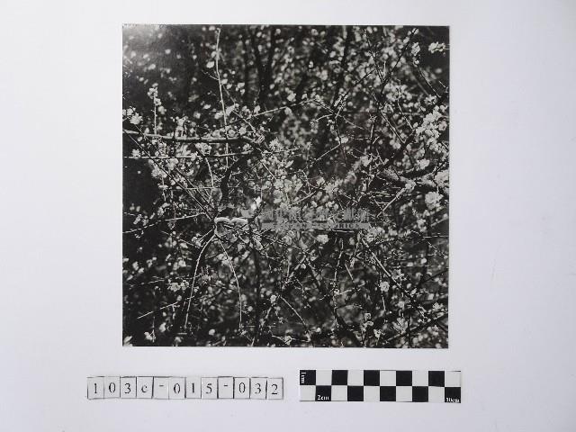 黃則修攝開花的樹木藏品圖，第1張