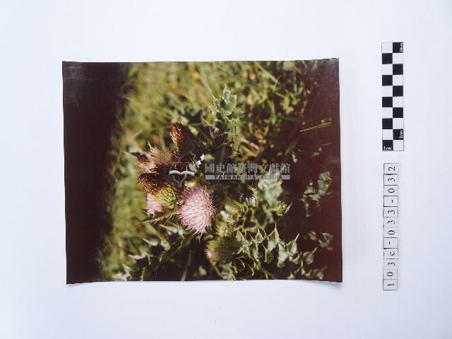 黃則修攝望安島上的薊草花藏品圖，第1張