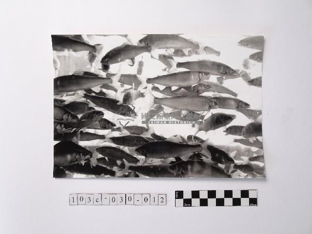 黃則修攝魚群水中優游藏品圖，第1張