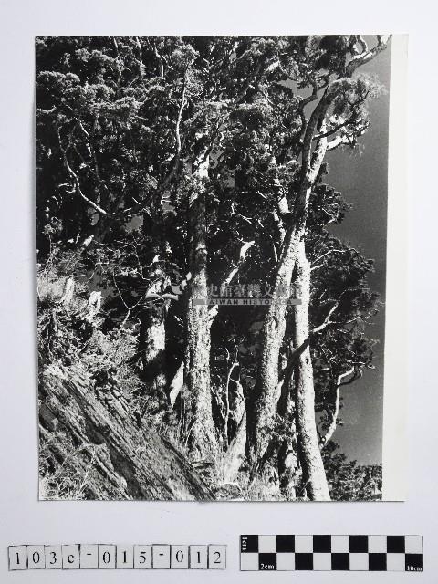 黃則修攝高山風情藏品圖，第1張