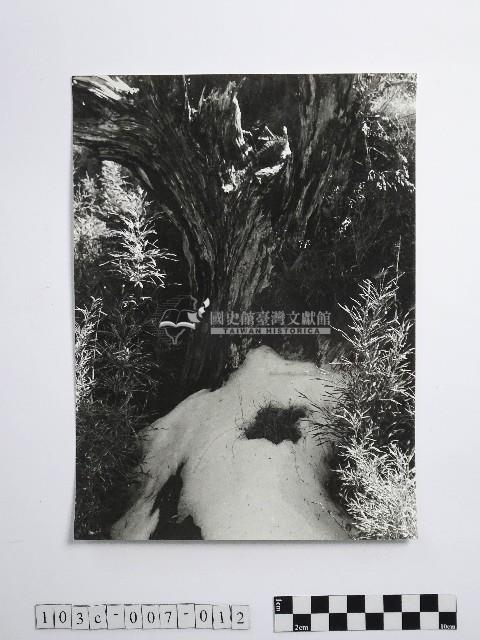 黃則修攝雪中草藏品圖，第1張