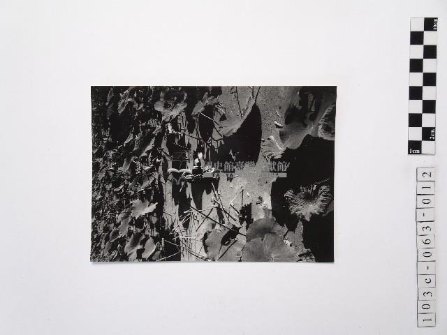 黃則修攝荷花池12藏品圖，第1張