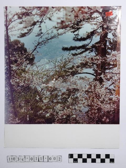 黃則修攝櫻花藏品圖，第1張