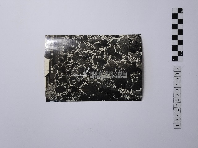 黃則修攝仙人掌藏品圖，第1張