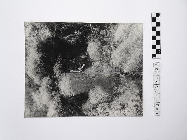 黃則修攝植物林藏品圖，第1張