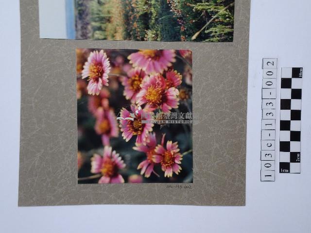 天人菊藏品圖，第1張