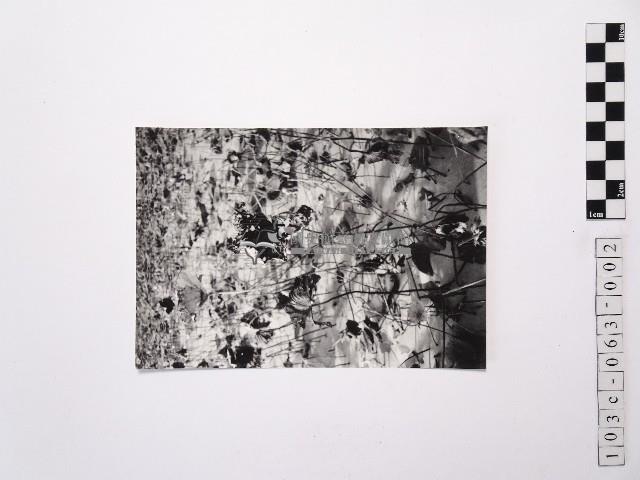 黃則修攝荷花池2藏品圖，第1張