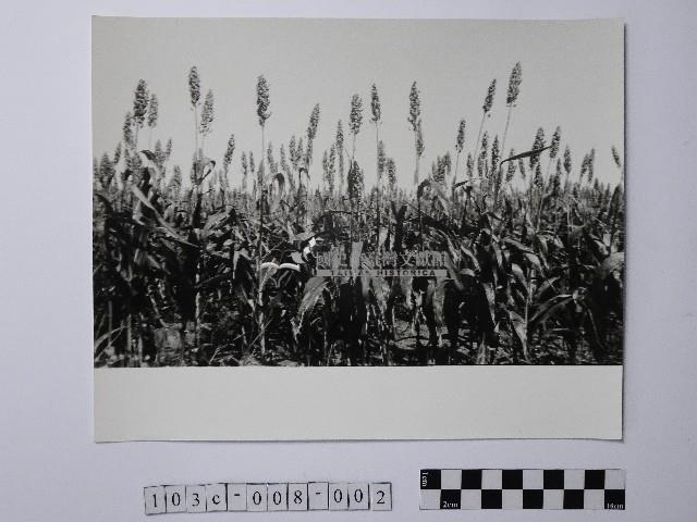 黃則修攝高粱藏品圖，第1張