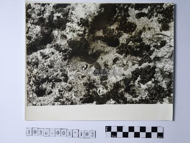 黃則修攝野柳地景藏品圖，第1張