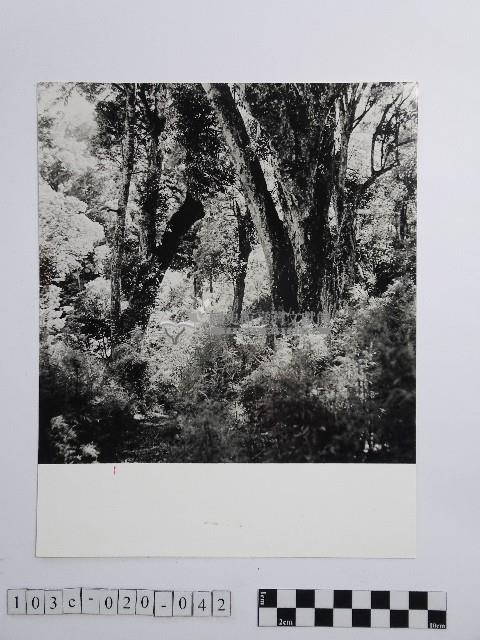 黃則修攝參天的原始巨木林藏品圖，第1張