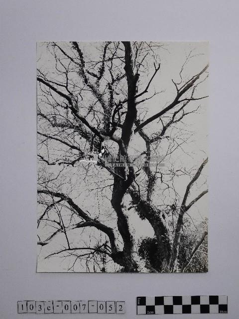 黃則修攝高山初冬藏品圖，第1張