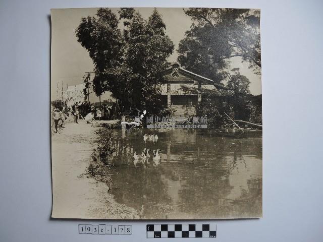 池塘裡的鵝藏品圖，第1張