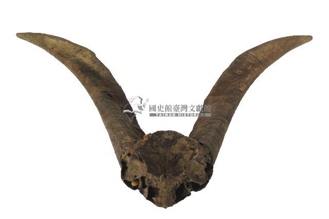 達悟族羊角藏品圖，第1張